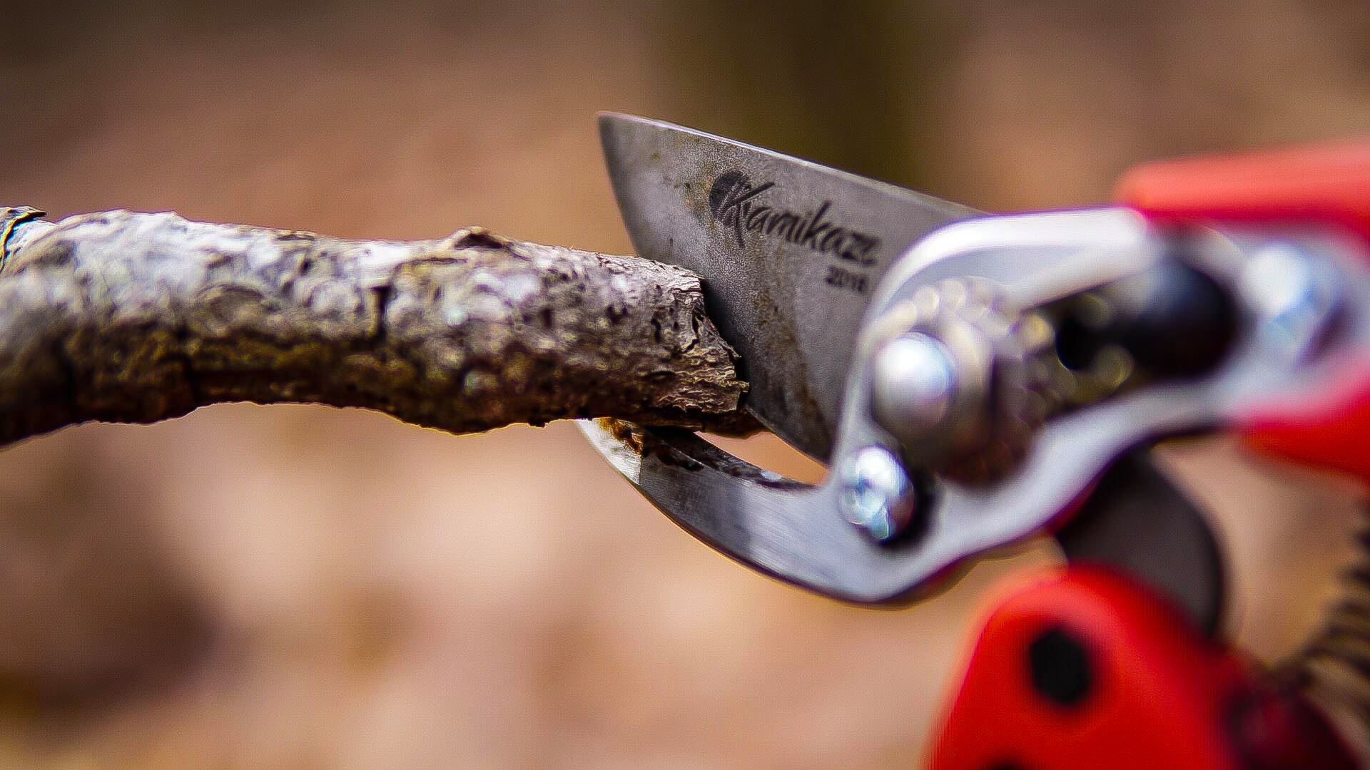 The Importance of Pruning for Plant and Tree Care