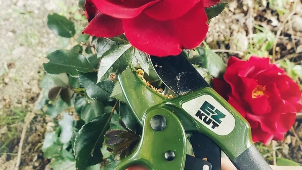 4 Tips to Improve Your Garden with the Best Gardening Tools for Spring